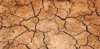 Mniejsza produkcja warzyw na świecie o 1/3 w 2050 roku