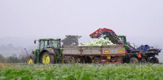 Zbiory warzyw niższe o 10% względem roku 2017