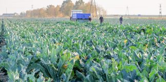 Szkodniki warzyw trudne w zwalczaniu w 2018 roku – podsumowanie sezonu. FILM