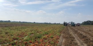 Podsumowanie nawożenia pomidora gruntowego w 2018 roku