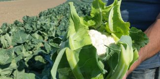 Kalafiorowo – brokułowe nowości na 2019 rok