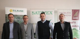 Przegląd satysfakcjonujących odmian kalafiorów