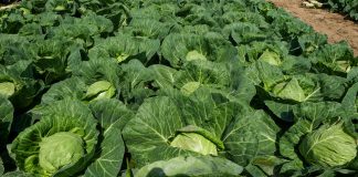 Wczesne odmiany kapust zaskakują wczesnością i smakiem