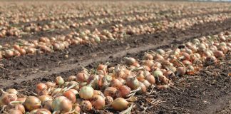 Światowy rynek cebuli, cz. 3 – globalne więzi handlowe