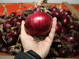 Cebula w przechowalni na Konferencji Cebulowej, cz. II