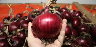 Cebula w przechowalni na Konferencji Cebulowej, cz. II