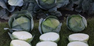 Kompleksowo o kapuście (cz. II) – odmiany i agrotechnika