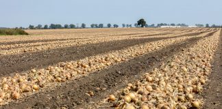 Wysokie zbiory ziemniaków, cebuli i marchwi w Belgii