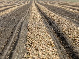 Co wpływa na końcową jakość cebuli?