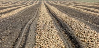 Co wpływa na końcową jakość cebuli?