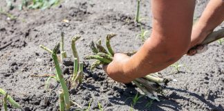 Sezon szparagowy rusza w Zachodniej Europie