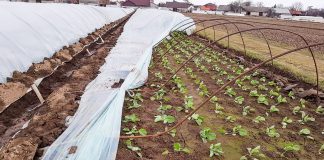 Wichura zniszczyła tunele w podkrakowskiej Igołomii