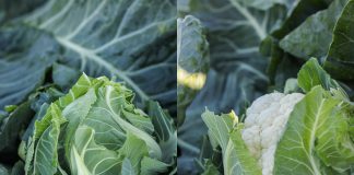 Kalafiory dla przemysłu – pewne, niezawodne, stabilne