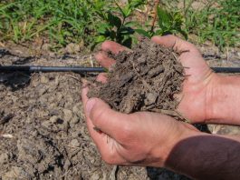 Preparaty humusowe poprawiające kondycję gleby
