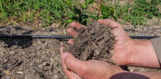 Preparaty humusowe poprawiające kondycję gleby