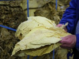 Na uprawie tytoniu można zarobić