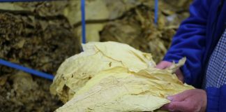 Na uprawie tytoniu można zarobić