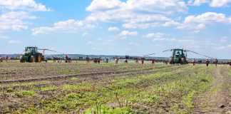 Zielone szparagi na największej plantacji w Europie, cz. I