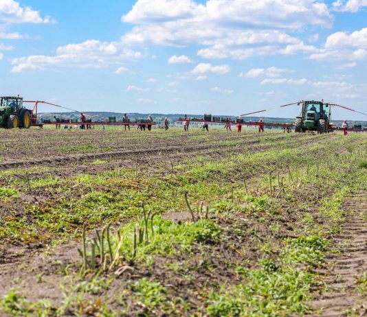 Zielone szparagi na największej plantacji w Europie, cz. I