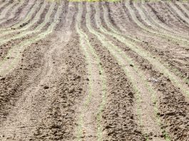 Schemat stosowania herbicydów w uprawie cebuli