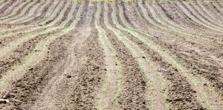 Schemat stosowania herbicydów w uprawie cebuli