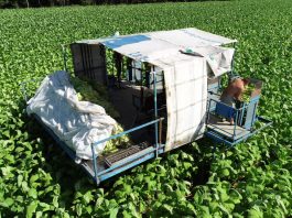 Nawożenie tytoniu – praktyczne zalecenia