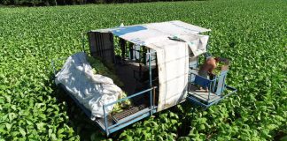 Nawożenie tytoniu – praktyczne zalecenia