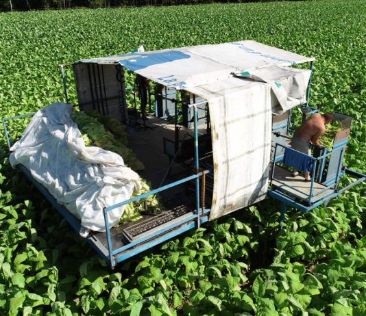 Nawożenie tytoniu – praktyczne zalecenia