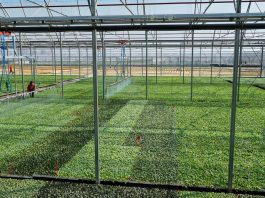 Produkcja rozsady – więcej, lepiej i z coraz większą precyzją