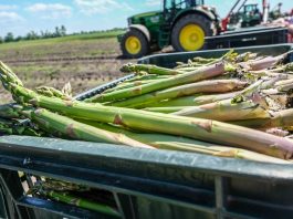Szczyt sezonu na szparagi w Niemczech – co z podażą i cenami?