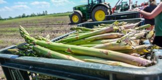 Szczyt sezonu na szparagi w Niemczech – co z podażą i cenami?