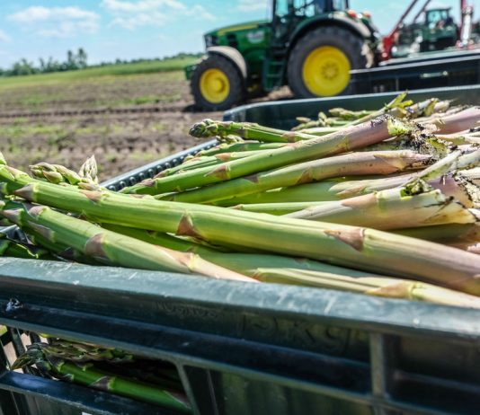 Szczyt sezonu na szparagi w Niemczech – co z podażą i cenami?