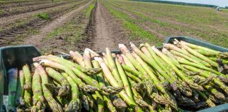 Niemcy nieśmiało rozpoczynają sezon szparagowy