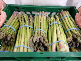 Zielone szparagi na największej plantacji w Europie, cz. II