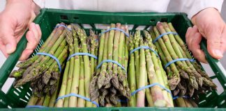 Zielone szparagi na największej plantacji w Europie, cz. II