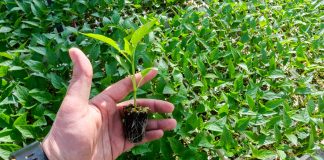 Rozsady papryki i kalafiora na termin