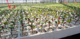 Rozsada warzyw – zdrowa, wyrównana i dobrze zahartowana. FILM