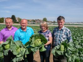 W Igołomi pełnia zbiorów – najwcześniejsze kapusty i kalafiory. FILM