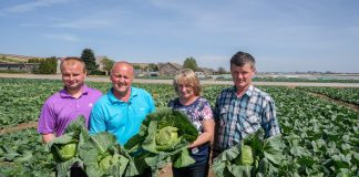 W Igołomi pełnia zbiorów – najwcześniejsze kapusty i kalafiory. FILM