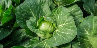 Ceny wczesnej kapusty i kalafiorów
