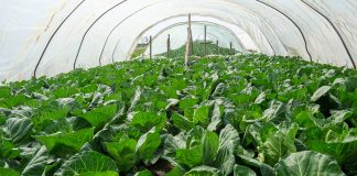 Najwcześniejsze kapusty, które sprawdziły się w sezonie 2019. FILM