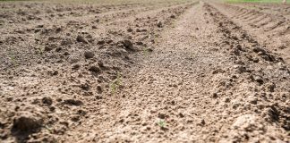 Trwają siewy cebuli, pogoda utrudnia zadanie