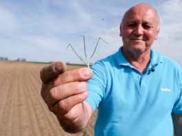 Cebula po wschodach – Onion Leader 2019, 26 kwietnia