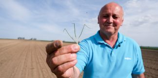 Cebula po wschodach – Onion Leader 2019, 26 kwietnia