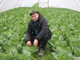 Młoda polska kapusta będzie na Wielkanoc!