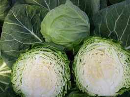 Pod Krakowem wycinają już kapustę!