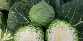 Pod Krakowem wycinają już kapustę!