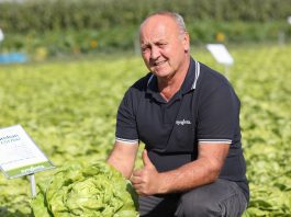 Sałaty lodowe i masłowe – nowości 2019. FILM