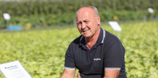 Sałaty lodowe i masłowe – nowości 2019. FILM