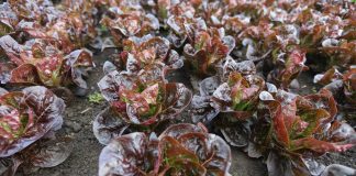 Bogactwo sałat – odmiany rzymskie i liściowe